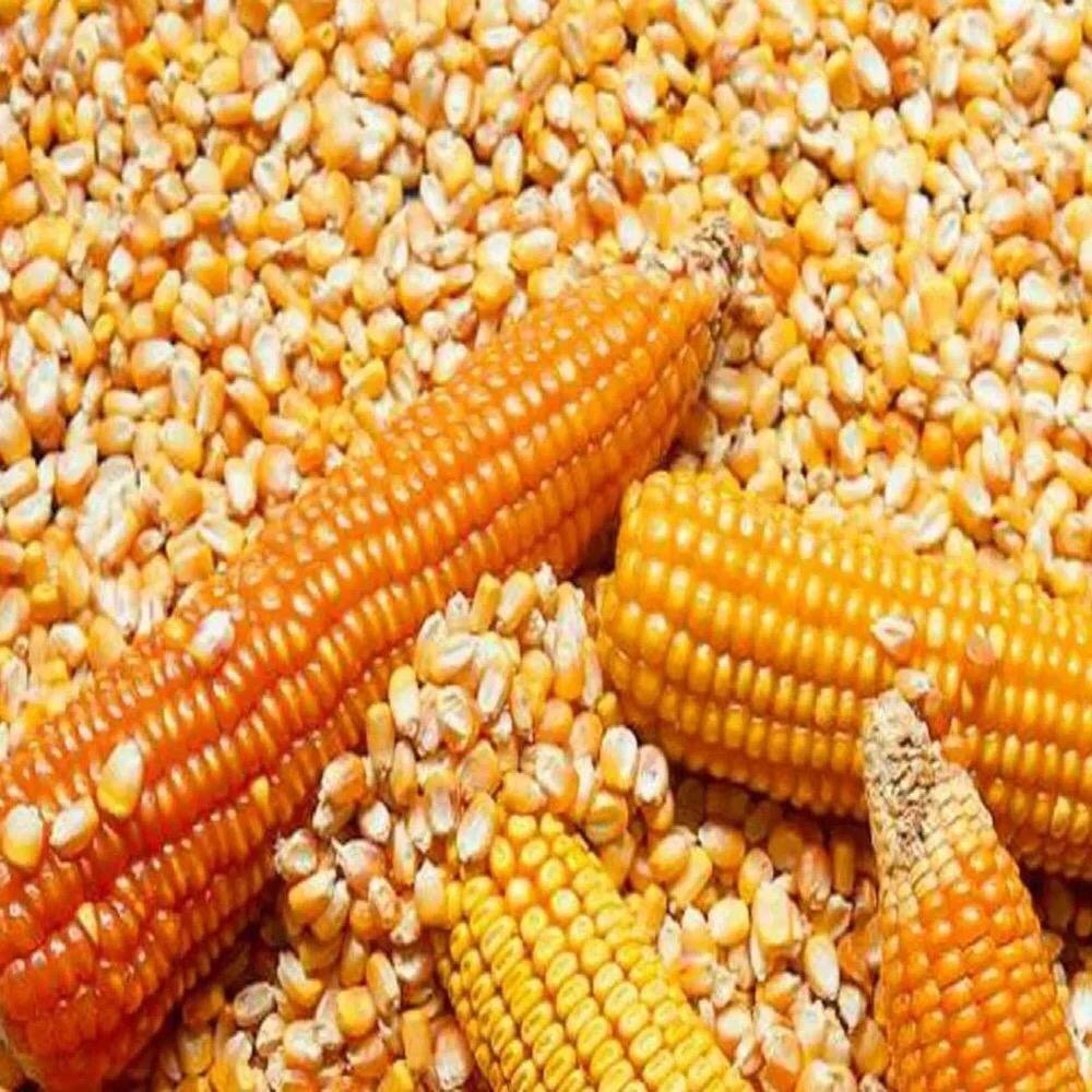 Yellow Corn and White Corn Maize