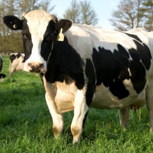 Wholesale Holstein heifers cattle