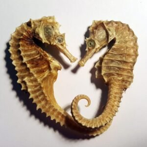 wholesale Dried Seahorse